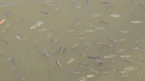 A large group of fish swims together Stock Footage 306653092