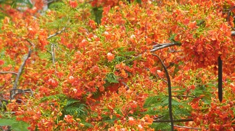 Large group of Flame Tree flowers and wind Stock Footage 64105316