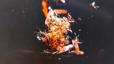 Large group of floating ants, number 2 Stockbeeldmateriaal 266683640