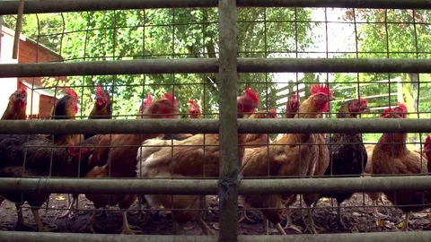 Large group of free range chickens are waiting by a farm gate ready to be fed  Stock-Footage 72108486
