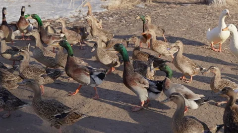 A large group of free-range ducks in the countryside Stock Footage 262948903