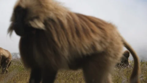 Large group of Gelada Baboons grazing and wandering through grasslands in Video stock 120434001