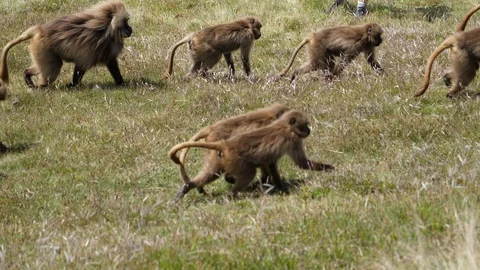 Large group of Gelada Baboons roaming amongst tourists in the Ethiopia Video stock 120433976