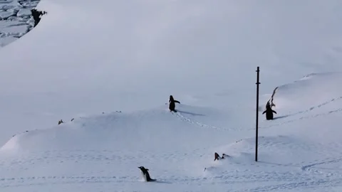 Large Group of Gentoo Penguins Walking Past in Antarctica Video stock 327816155