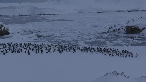 Large Group of Gentoo Penguins Walking Past in Antarctica 스톡 동영상 327816183