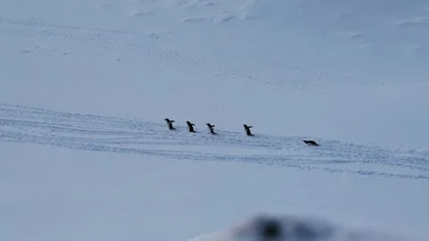 Large Group of Gentoo Penguins Walking Past in Antarctica Stock-Footage 327816191