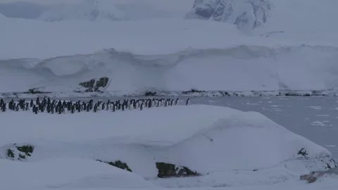 Large Group of Gentoo Penguins Walking Past in Antarctica 스톡 동영상 327816218