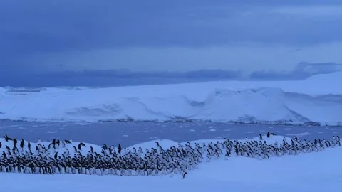 Large Group of Gentoo Penguins Walking Past in Antarctica 스톡 동영상 327816243