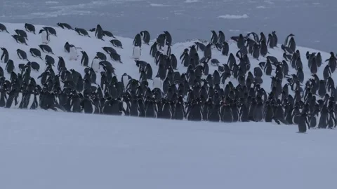 Large Group of Gentoo Penguins Walking Past in Antarctica Video stock 327816282