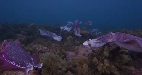 Large Group of Giant Cuttlefish Swimming Together Stock Footage 317677974