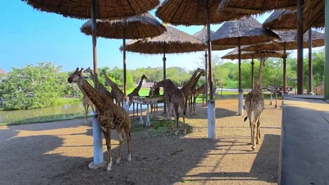 A large group of giraffes stand under thatched roofs. Giraffes in Safari World. Stock Footage 324935840