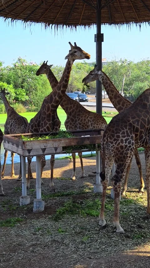 A large group of giraffes stand under thatched roofs. Giraffes in Safari World. Stock-Footage 324939643