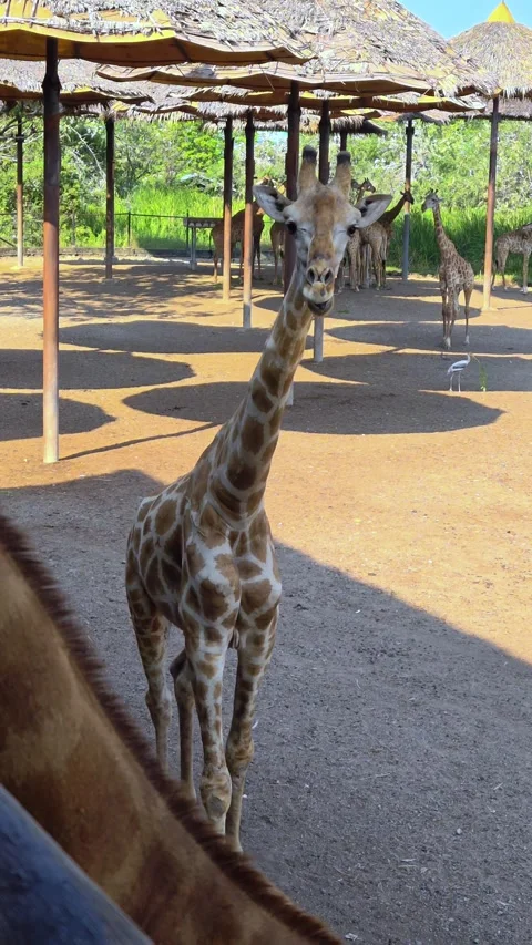 A large group of giraffes stand under thatched roofs. Giraffes in Safari World. Stock-Footage 324964997