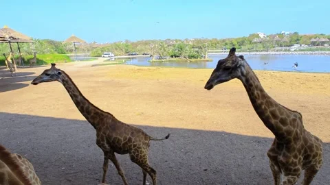 A large group of giraffes stand under thatched roofs. Giraffes in Safari World. Stock Footage 324966008