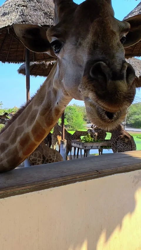 A large group of giraffes stand under thatched roofs. Giraffes in Safari World. Stock-Footage 324966311
