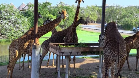 A large group of giraffes stand under thatched roofs. Giraffes in Safari World. Stock Footage 326091903