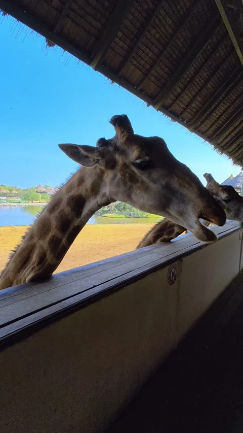 A large group of giraffes stand under thatched roofs. Giraffes in Safari World. Stock-Footage 326092186