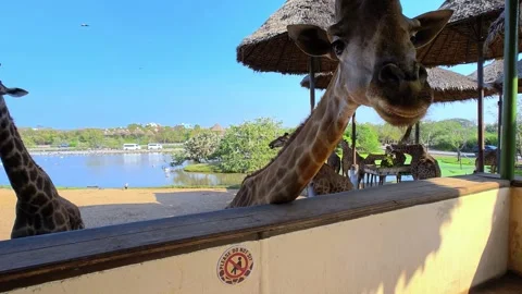 A large group of giraffes stand under thatched roofs. Giraffes in Safari World. Stock Footage 326092473