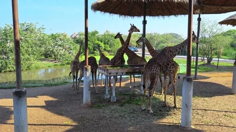 A large group of giraffes stand under thatched roofs. Giraffes in Safari World. Stock Footage 328984235