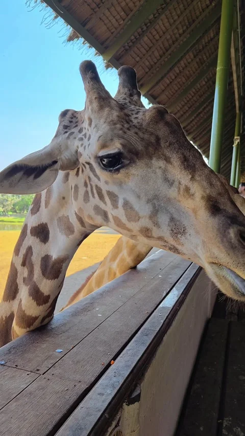 A large group of giraffes stand under thatched roofs. Giraffes in Safari World. Stock Footage 329430087