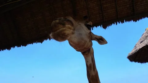 A large group of giraffes stand under thatched roofs. Giraffes in Safari World. Stock Footage 329645924