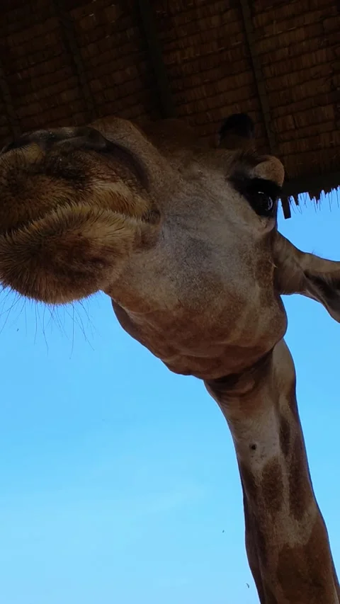 A large group of giraffes stand under thatched roofs. Giraffes in Safari World. Stock Footage 330494139