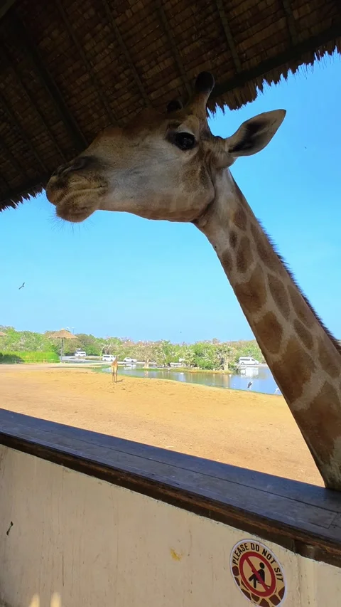 A large group of giraffes stand under thatched roofs. Giraffes in Safari World. Stock-Footage 330494647
