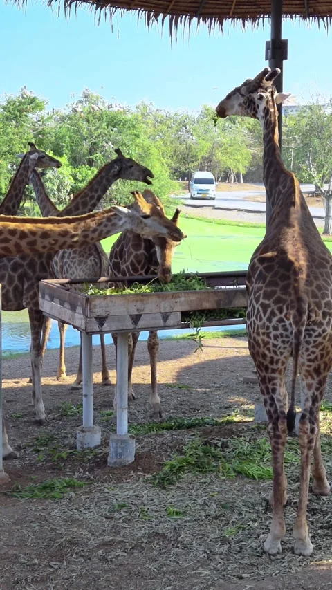 A large group of giraffes stand under thatched roofs. Giraffes in Safari World. Vidéo 330494931