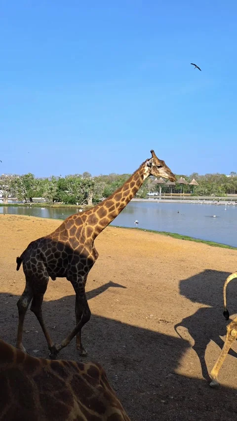 A large group of giraffes stand under thatched roofs. Giraffes in Safari World. Vidéo 330767812