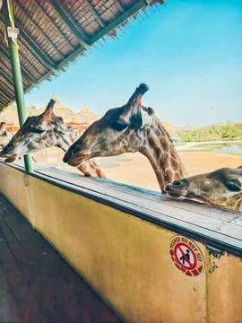 A large group of giraffes stand under thatched roofs. Giraffes in Safari World. Stock Photos