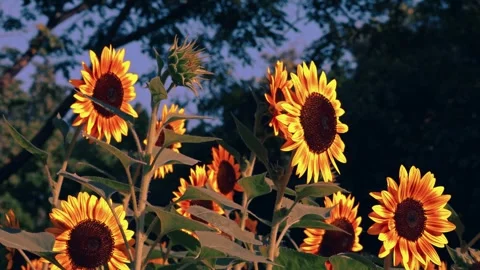 Large Group of Gradient Orange Color Sunflowers Blooming in the Sun Stock Footage 310947337