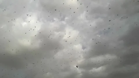 Large group of grasshoppers or locust flying in sky in huge number 'tiddi dal Stock Footage 133932384