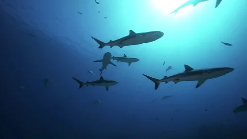 Large group of grey reef sharks patrolling the reef in backlight Stock Footage 78999288
