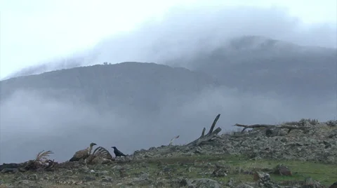 Large group of Griffon Vultures eating carcass in the mountain range Vídeos de archivo 51397626