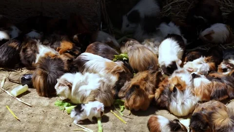 A large group of guinea pigs eating fresh green vegetables. Stock Footage 345681244
