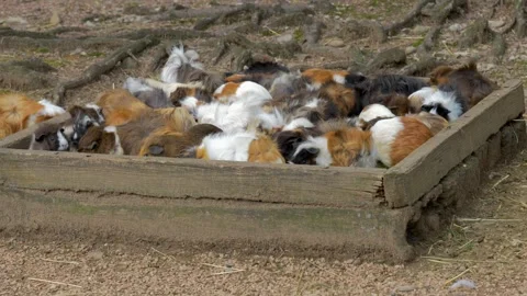 Large Group of Guinea Pigs Huddled Together in a Shelter Stock Footage 316717318
