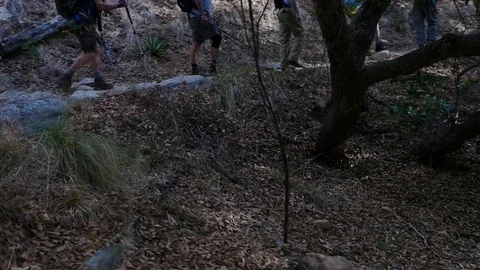 A large group of hikers on a trail through the forest Stock Footage 79977571