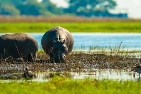 Large group of hippos in the mud Stock Photos