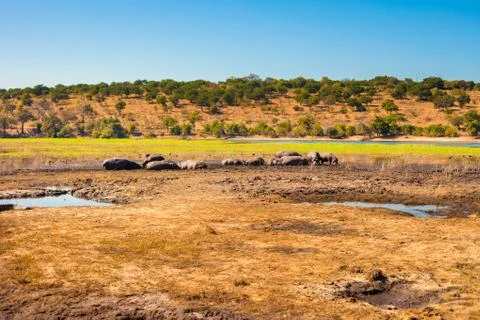 Large group of hippos in the mud Stock Photos