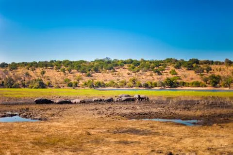 Large group of hippos in the mud Stock Photos