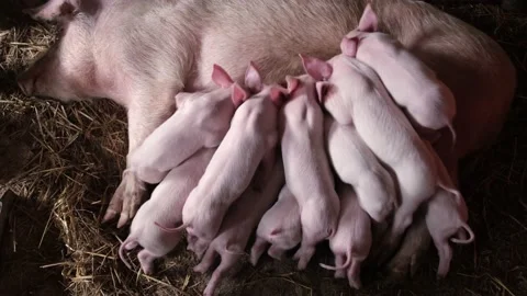 A large group of hungry piglets that quickly suck milk from sows. Little piglets Stock-Footage 188883999