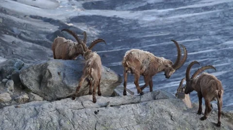 Large group of ibexes above glacier on rocks Stock Footage 49043772
