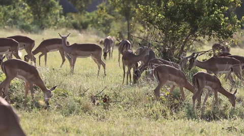Large Group of Impala Grazing Stock Footage 41638599