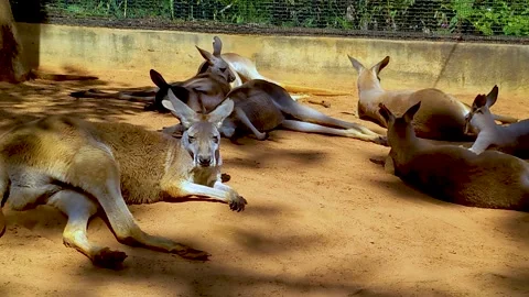 Large Group of Kangaroos Sleeping 库存影片 172497290
