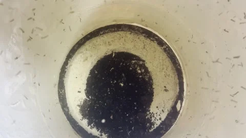 Large group of larvae or worms - Unhealthy Practices Stock Footage 253795861