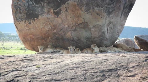 Large Group of Lion Cubs Lounge in the Shader Under a Boulder Stock Footage 65380155