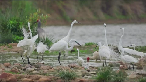 Large Group of Little Egrets Ardea garzetta and Ibis Foraging on Rocky Riverbank Vidéo 330276325