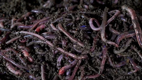 Large group of live earthworms wriggling in dark fertile compost Видео 334517330
