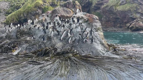 Large group of Macaroni penguins on rock at South Georgia Stock Footage 240401223