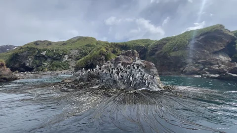 Large group of Macaroni penguins on rock at South Georgia Stock Footage 240401279